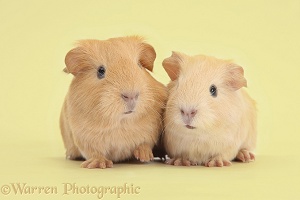 Yellow baby Guinea pigs on yellow background