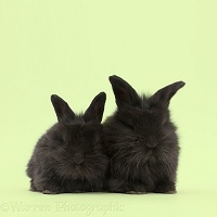 Two black baby bunnies on green background
