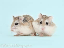 Roborovski Hamsters on blue background