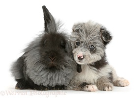 ChiPoo puppy and black rabbit