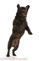 French Bulldog leaping up
