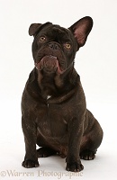 French Bulldog sitting