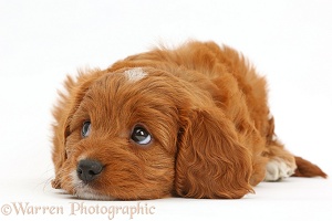 Cavapoo puppy with chin on floor, looking up