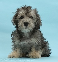 Dandie Dinmont Terrier puppy on blue background