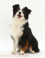 Happy tricolour Mini American Shepherd