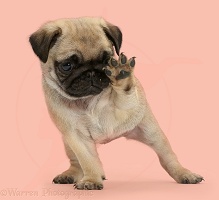 Playful Pug puppy - talk to the paw!