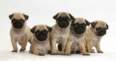 Five Pug puppies in a row