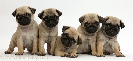 Five Pug puppies in a row