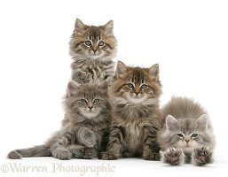 Four the love of kittens
