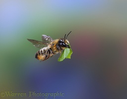 Leaf-cutting Bee carrying leaf section