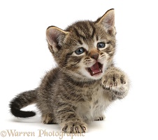 Small tabby kitten with raised paw and open mouth