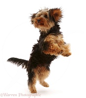 Yorkipoo dog jumping up playfully
