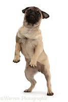 Pug puppy standing on hind legs