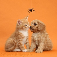 Cavapoo pup and ginger kitten on orange background