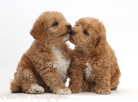 F1b toy goldendoodle puppies kissing