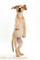 Yellow Labrador puppy standing on hind legs