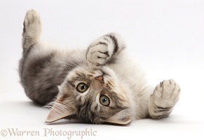 Silver tabby kitten lying on his back