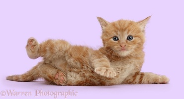 Ginger kitten lying on its side