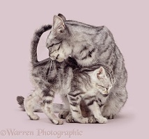 Silver tabby mother cat with kitten