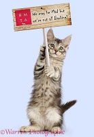 Silver tabby kitten with placard