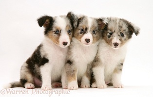 Three Sheltie puppies
