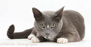 Blue-and-white Burmese-cross cat