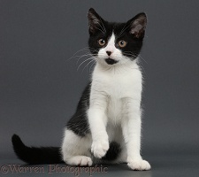 Black-and-white kitten on grey background