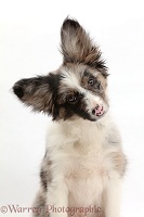 Papillon x Collie dog, with tilted head
