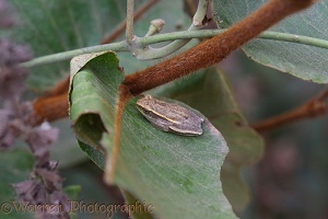 West African Reed Frog