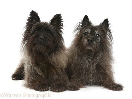 Two black Cairn Terriers, one elderly
