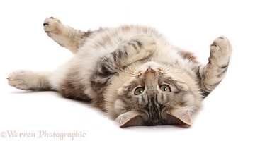 Silver tabby fluffy cat rolling on back