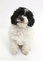 Black-and-white Toy labradoodle puppy