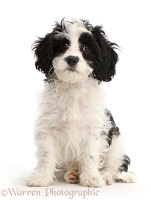 Black-and-white Cavapoo puppy