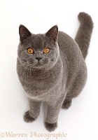 Blue British Shorthair cat sitting looking up