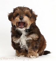 Cavapoo puppy with open mouth