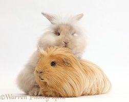 Beige fluffy bunny and ginger Guinea pig