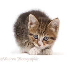 Tabby kitten crouched, ready to play