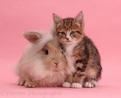Tabby kitten and fluffy bunny