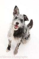 Blue merle mutt sitting and looking up