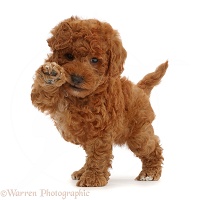 F1b toy goldendoodle puppy holding paw up