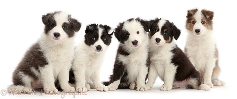 Four Border Collie puppies sitting in a row