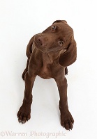 Pointer puppy sitting, looking up