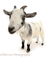 Pygmy goat standing