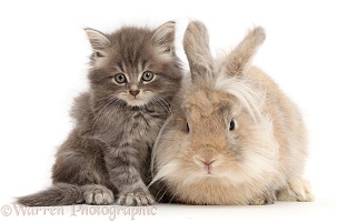 Grey kitten and fluffy bunny