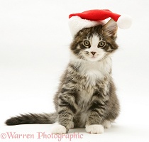 Maine Coon kitten, 8 weeks old, wearing a Santa hat