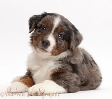 Mini American Shepherd puppy lying with head up