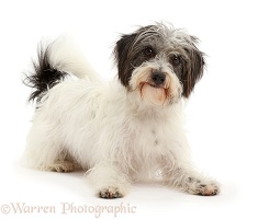 Black-and-white Jackapoo dog