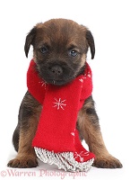 Border Terrier puppy, 5 weeks old, wearing red scarf