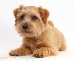 Norfolk Terrier dog