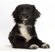Black-and-white rescue dog puppy